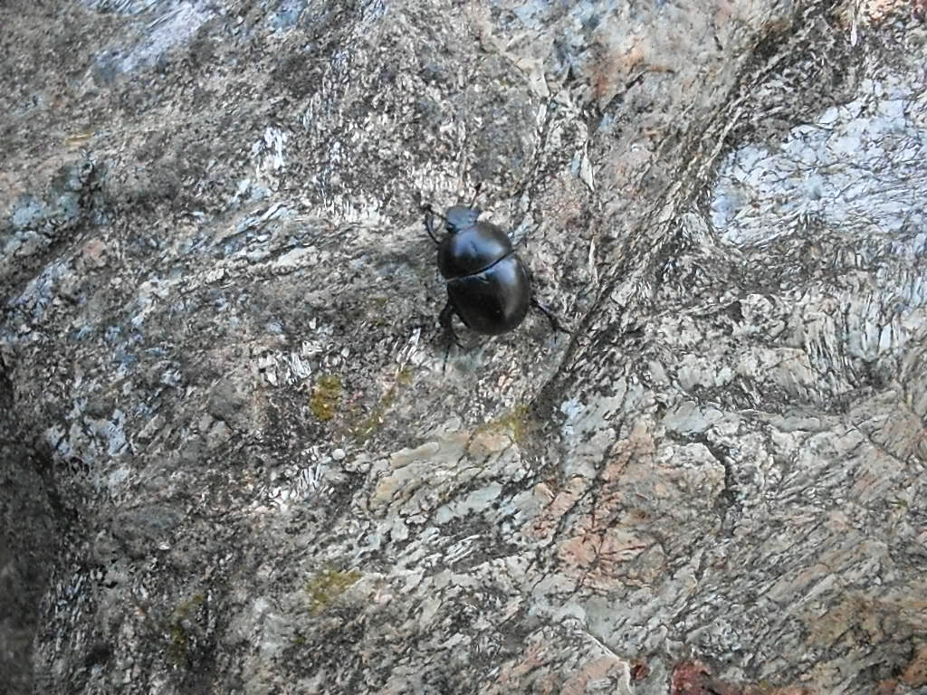 id Geotrupidae